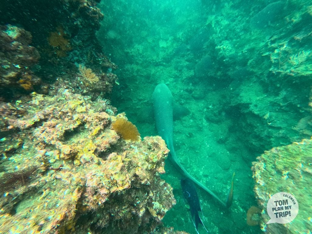 Alejandro Ecolodge - Punta Brava Pacific Coast Colombia - Snorkeling shark