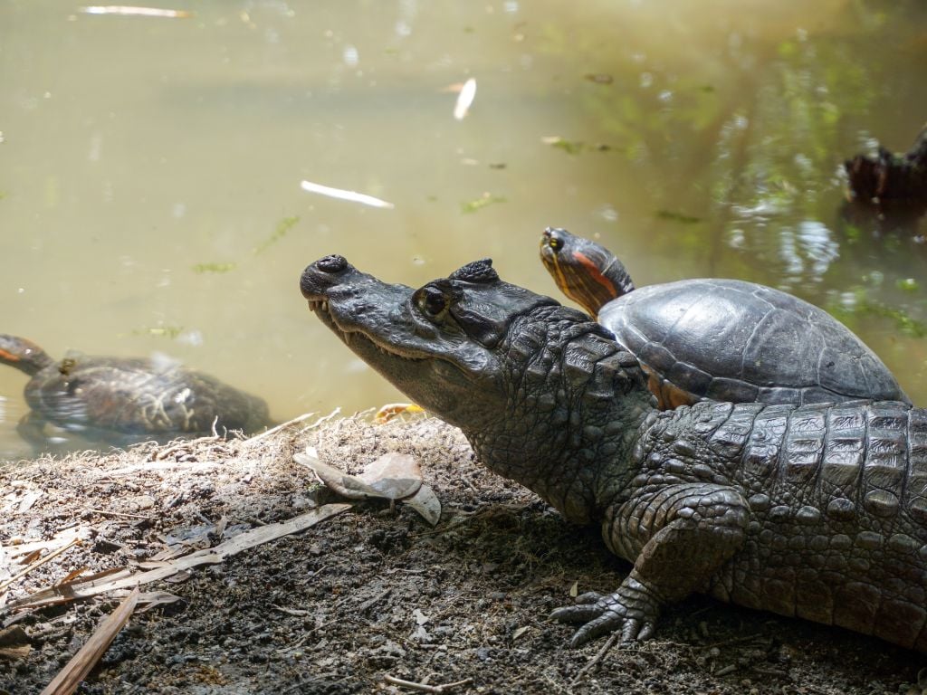 animal alligator Paso del Mango Minca
