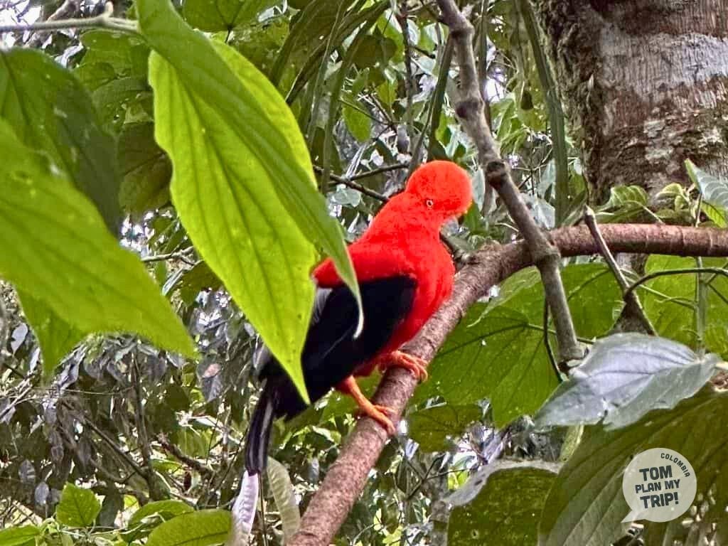 Antioquia - Jardin - cock of the rock bird