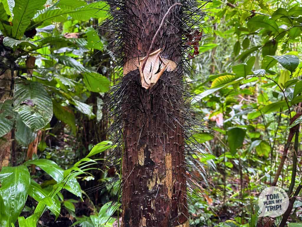 Arusi Pacific Coast Colombia - Hiking El Amargal (25) (1)