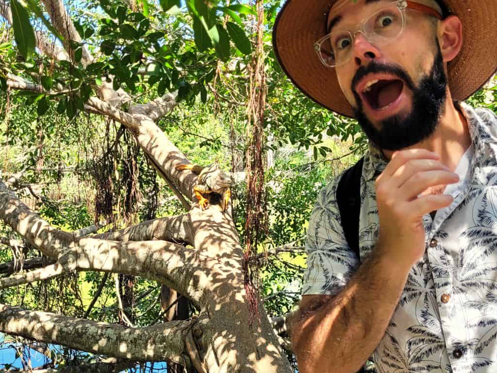 Aviario iguana Cartagena Tom (1)