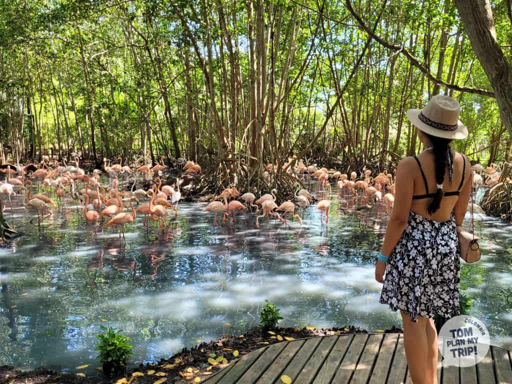 Aviary - Isla Barú - Rosario Islands - Cartagena Colombia - Eastern Caribbean Coast