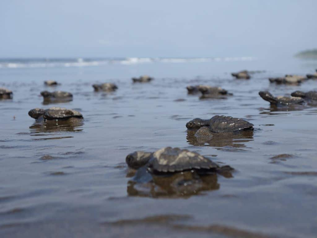 Baby turtles