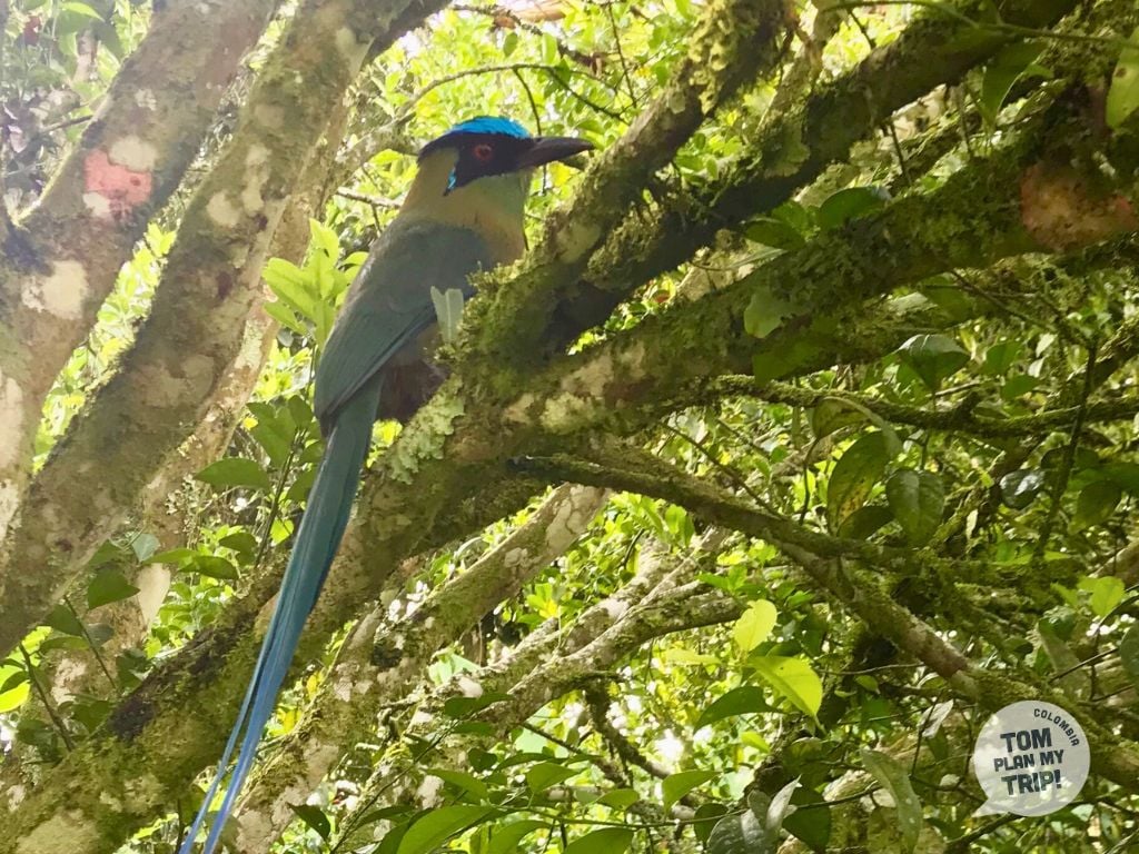 Barranquero Bird Colombia