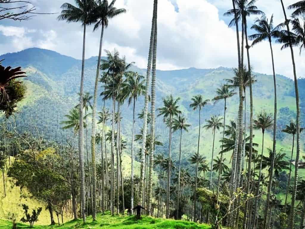 Bogota and around - La Carbonera - wax palm tree