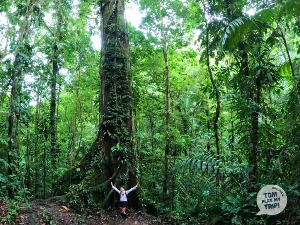 Botanical garden Bahia Solano Pacific Coast Colombia