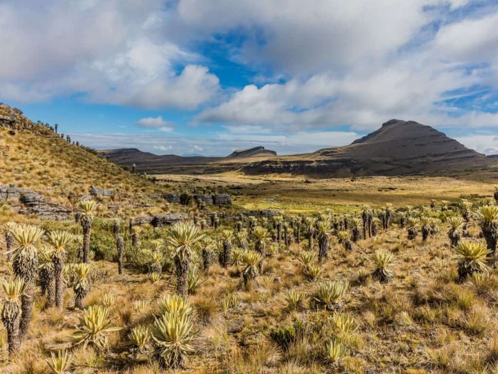 Boyaca & Santander - Paramo de oceta - landscape
