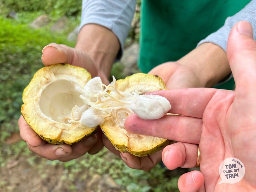 Cacao Tour San Rafael Antioquia Colombia