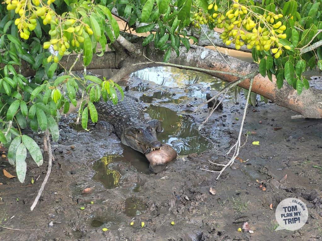 Caiman Encanto de Guanapalo - Hato Mata de Palma - Yopal Casanare Colombia - Los Llanos Orientales (1)