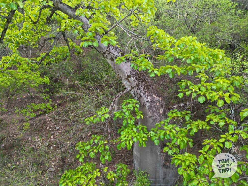 Ceiba Barrigona Hike Jordan Aratoca Santander Colombia (1)