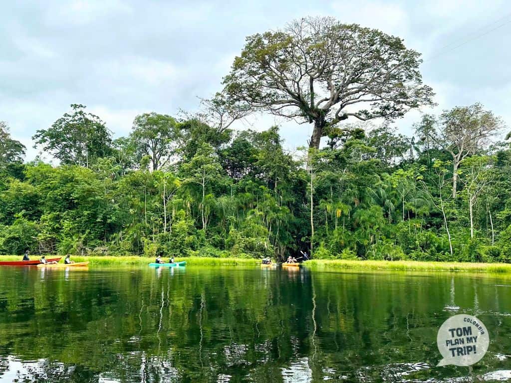 Ceiba - Marasha ecolodge - Leticia - Amazon - Colombia