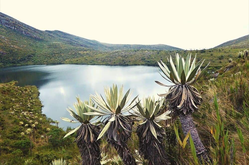 Chingaza Paramo Bogota