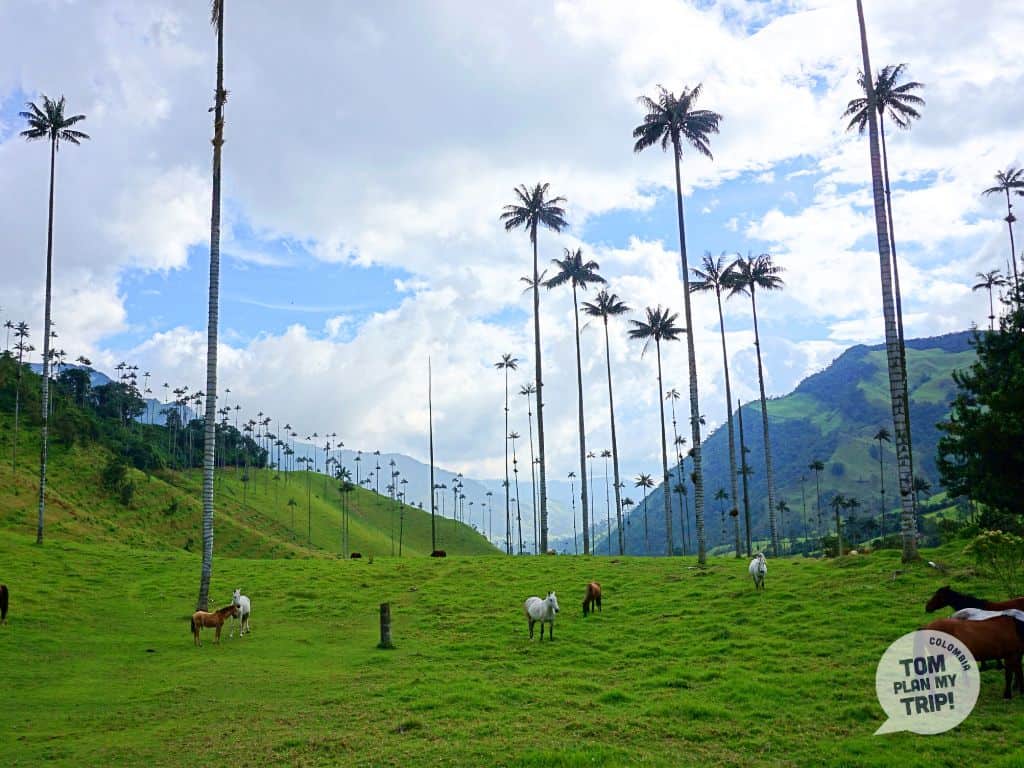 Cocora valley - Salento - coffee region - colombia