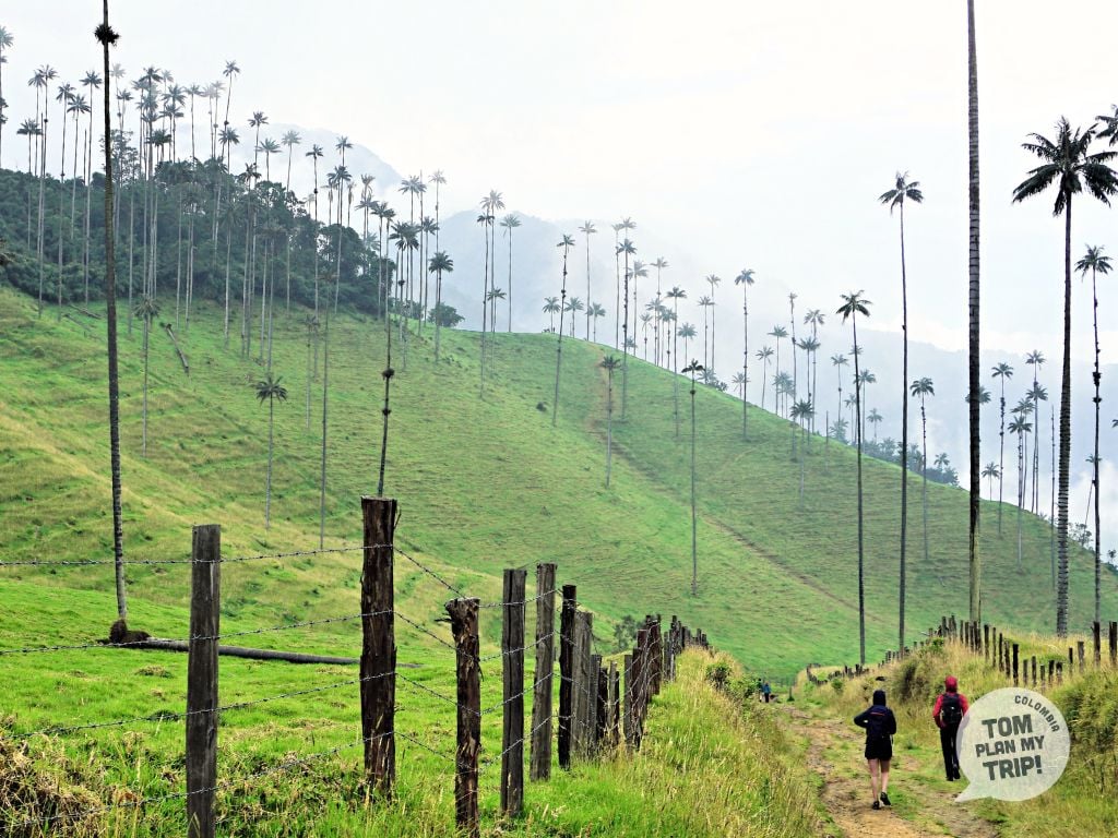 Cocora Valley Salento Coffee Region Colombia