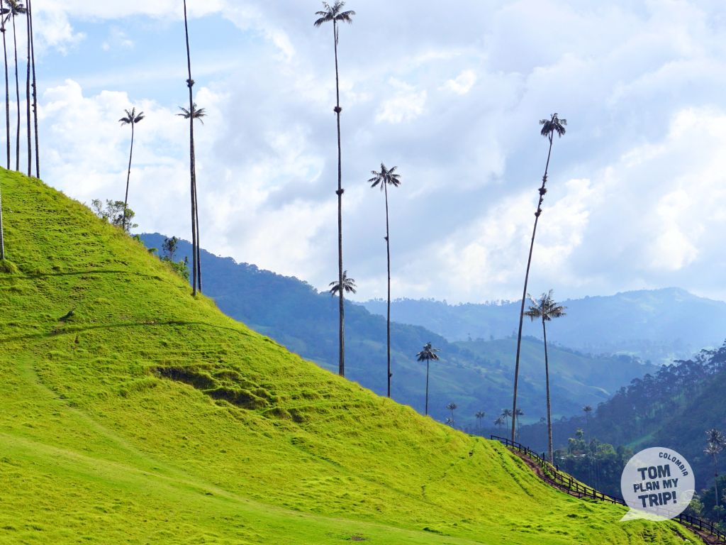 Cocora Valley Salento Coffee Region Colombia (1)