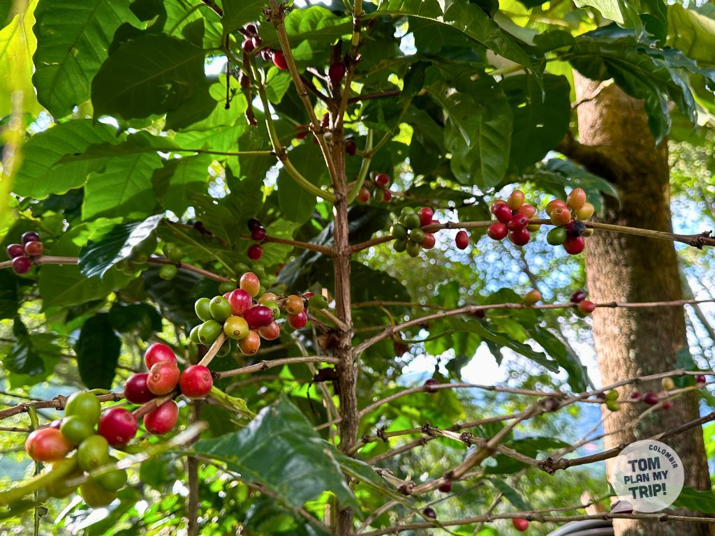 Coffe Minca Colombia - East Caribbean coast