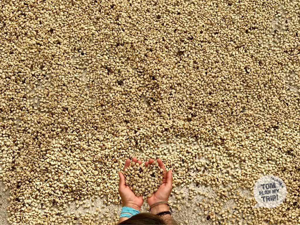 Coffee Tour Jerico Antioquia Colombia