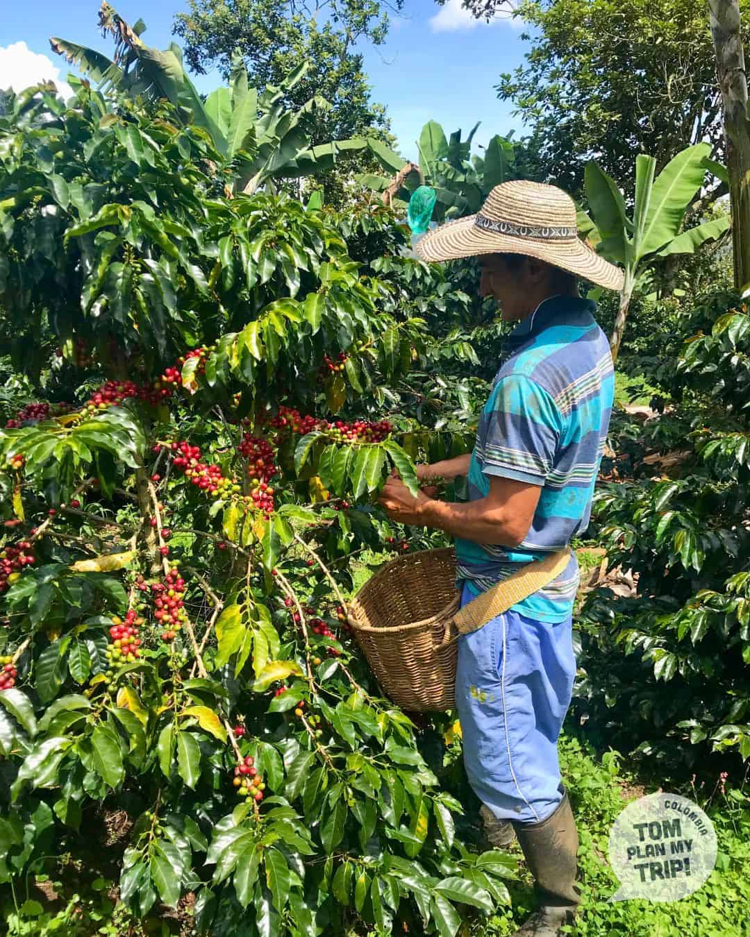 Coffee Farm Jardin Antioquia Colombia (3) (1)