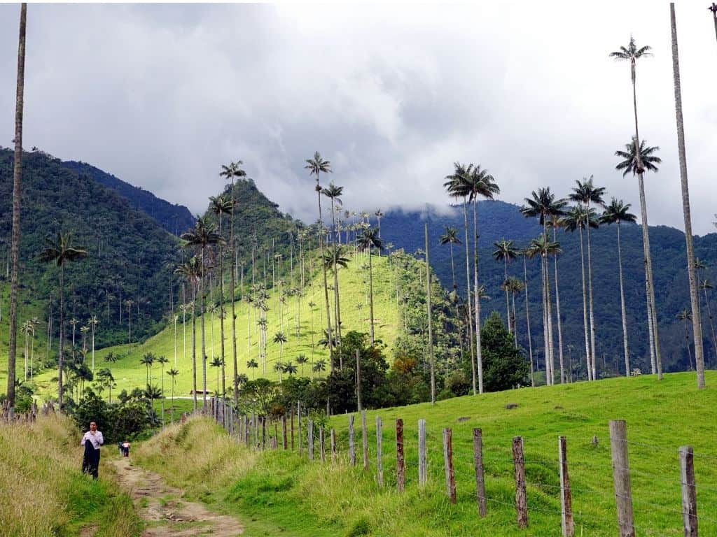 Coffee region - Cocora Valley - Wax palm tree (3)