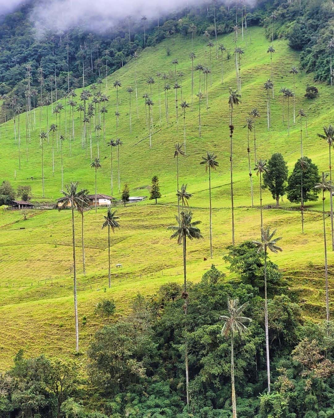 Coffee region - Salento - Cocora Valley (2)