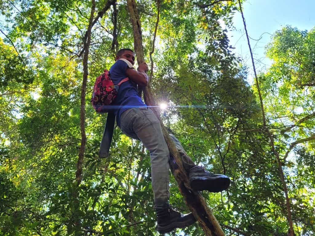 Dry Tropical forest Creeps (1)