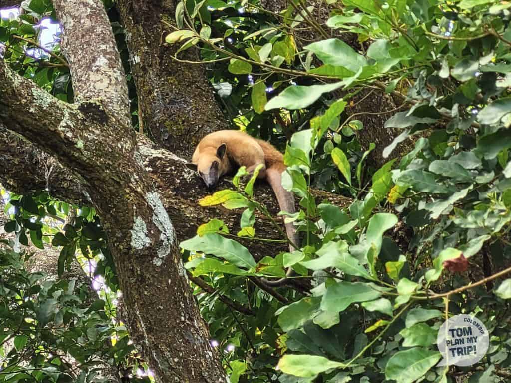 Encanto de Guanapalo - Casanare - Los Llanos Orientales Colombia - palm anteater (1)