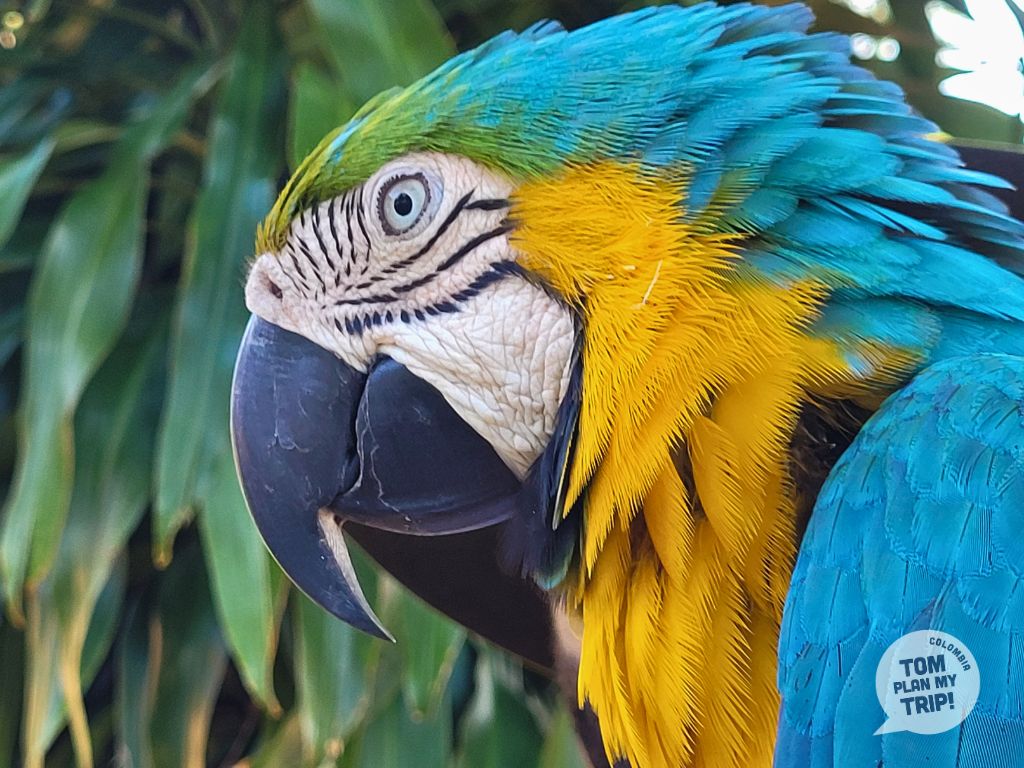 Encanto de Guanapalo - Hato Mata de Palma - Horse Riding - Yopal Casanare Colombia - Los Llanos Orientales - Guacamaya