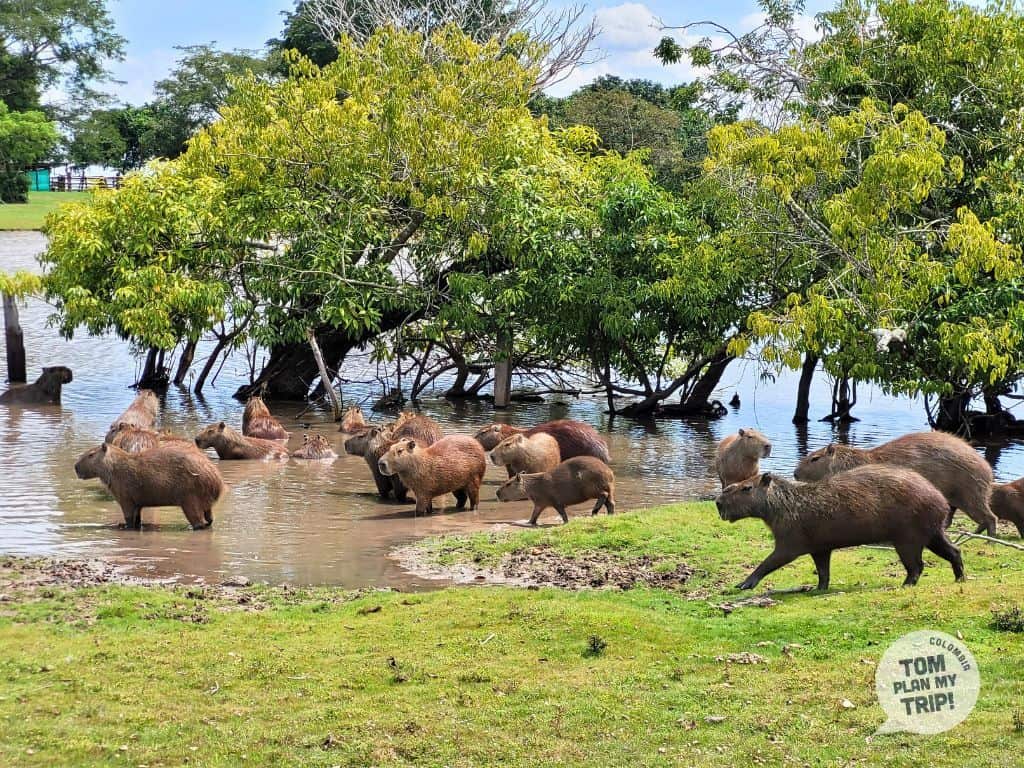 Encanto de Guanapalo - Hato Mata de Palma - Yopal Casanare Colombia - Los Llanos Orientales - Chiguiros