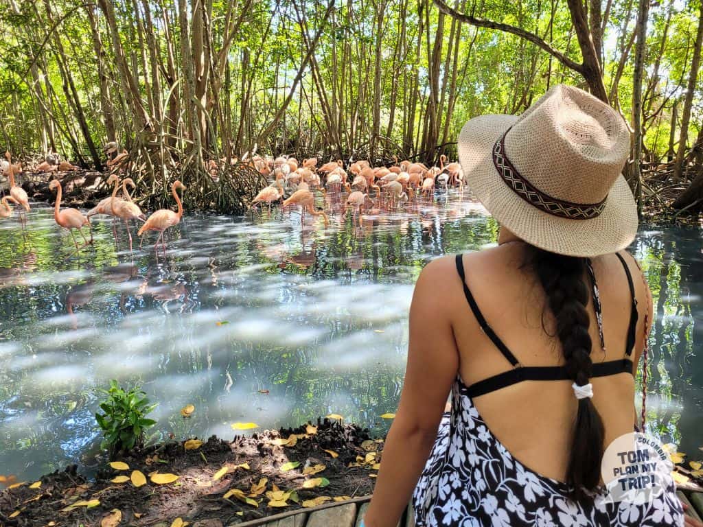 Flamencos in Aviary of Cartagena Colombia - Eastern Caribbean Coast - Aleja
