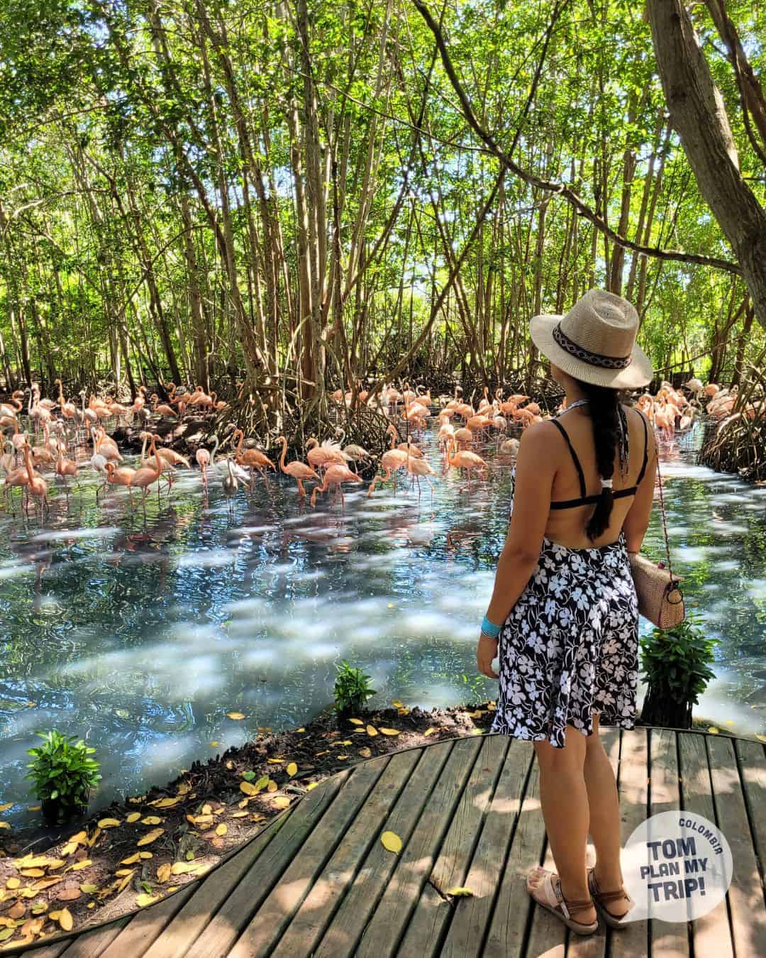 Flamencos in Aviary of Cartagena Colombia - Eastern Caribbean Coast