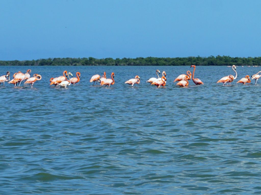 flamingos park Riohacha Guajira