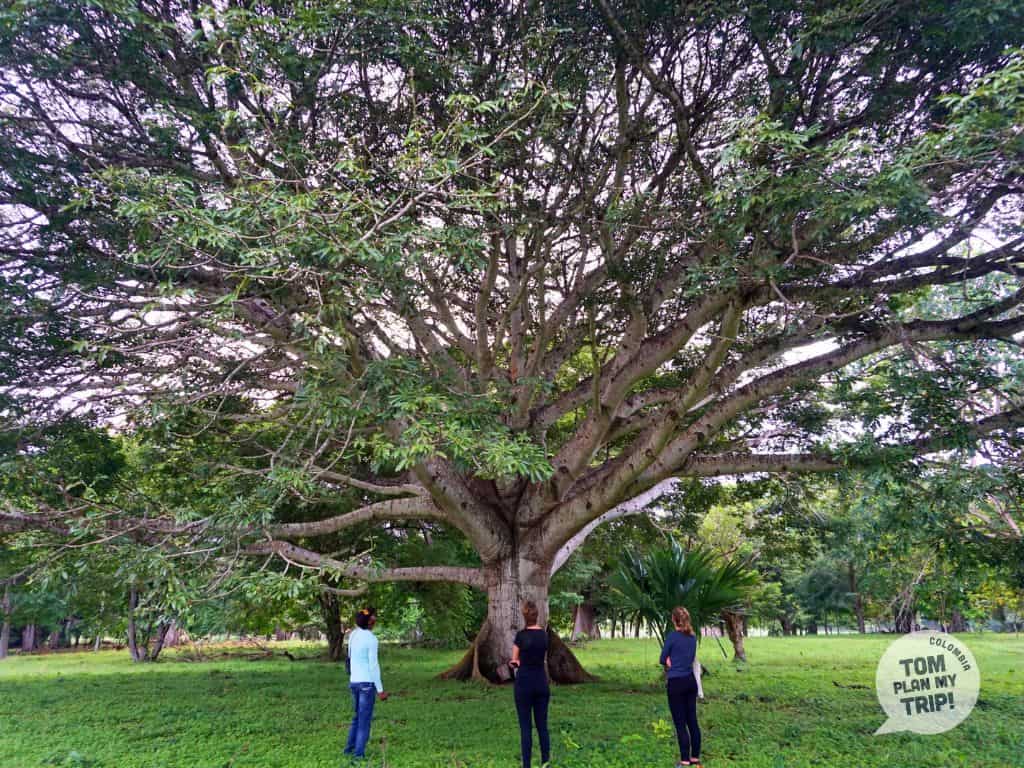 Forest in Rincon Del Mar - Colombia - Western Caribbean Coast