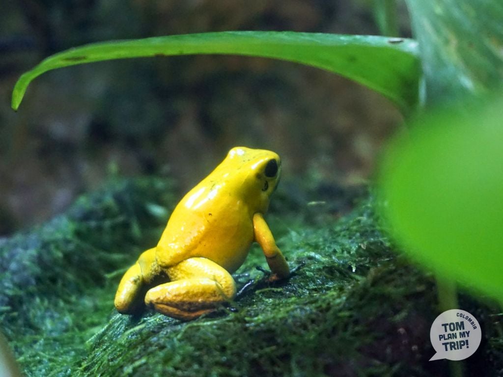 Frog Guachalito Choco Pacific Coast Colombia animals