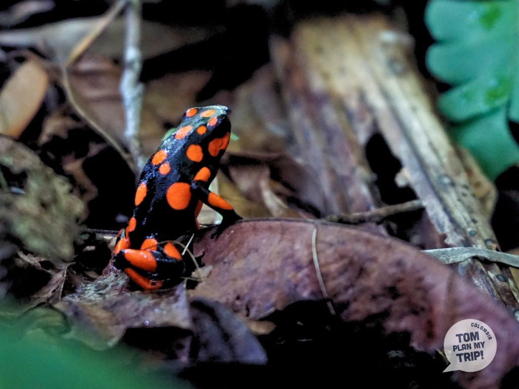 Frog Guachalito Choco Pacific Coast Colombia animals