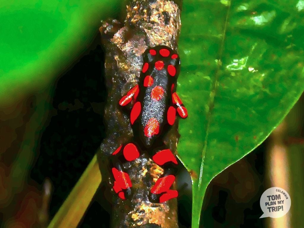 Guachalito Pacific Coast Colombia - Frog animals cuatro encantos