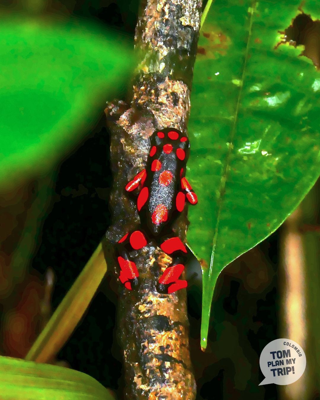 Frog Guachalito Pacific Coast Colombia (1)