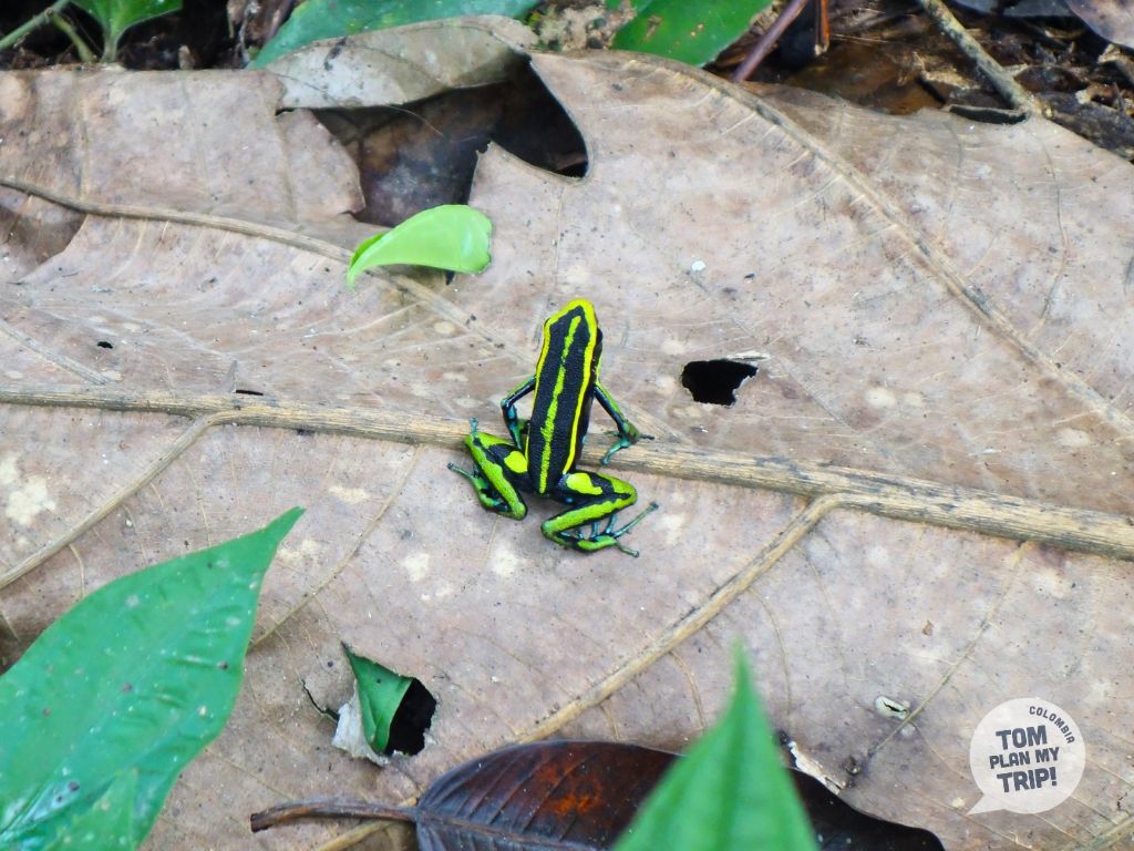 Frog in Amazon Jungle Colombia from Leticia