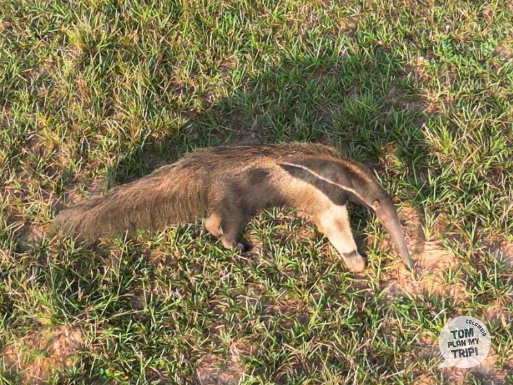 Giant Anteater Animal in Meta Colombia in Hato Mururito