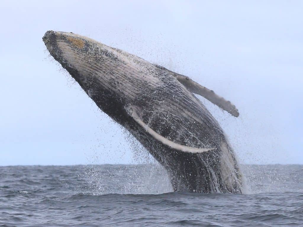 Gonzalo Guachalito whale watching (1)