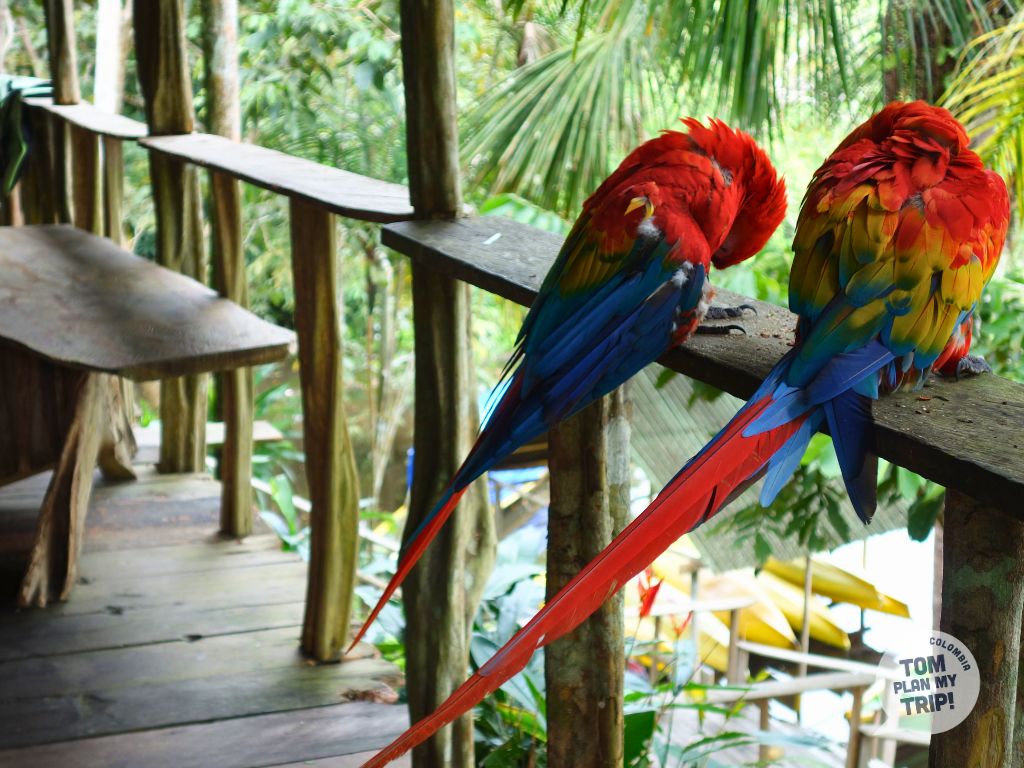 Parrots Guacamayas Birds in Palmari Ecolodge Amazon