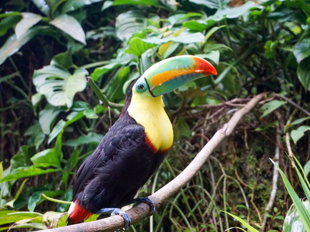 HD-Birdwatching-Minca