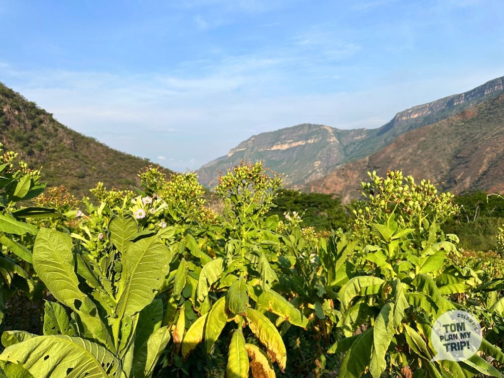 Hike Jordan Aratoca Santander Colombia - Tabaco