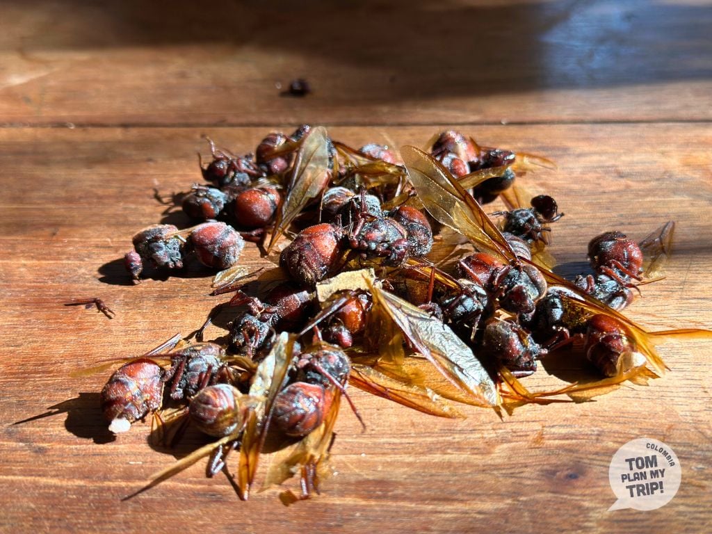 Hormigas Culonas Barichara Santander Colombia