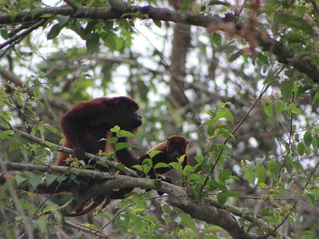 Howler monkey Olinto (1)