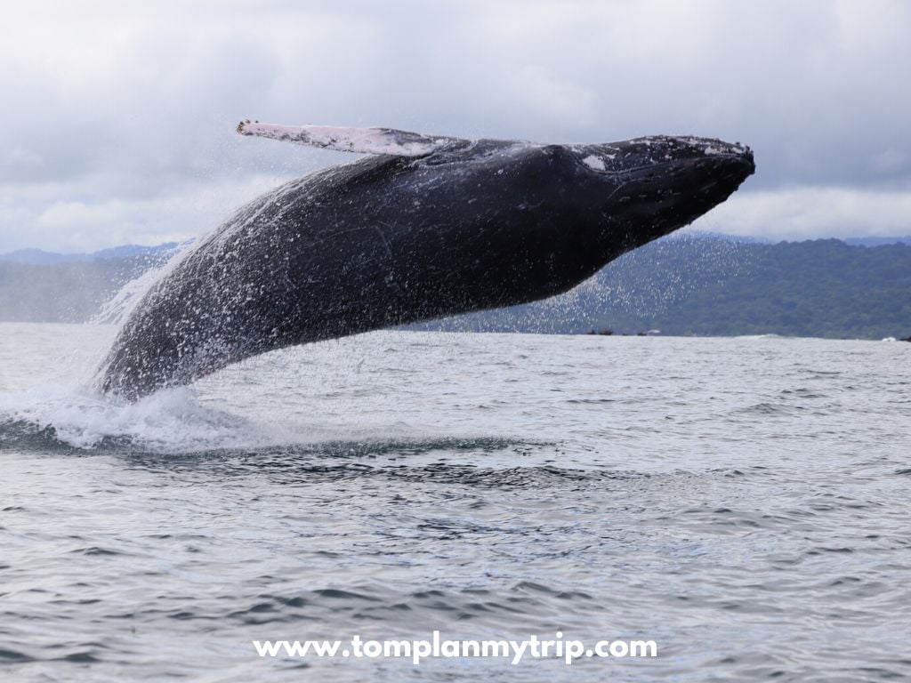 Humpack whales Pacific coast