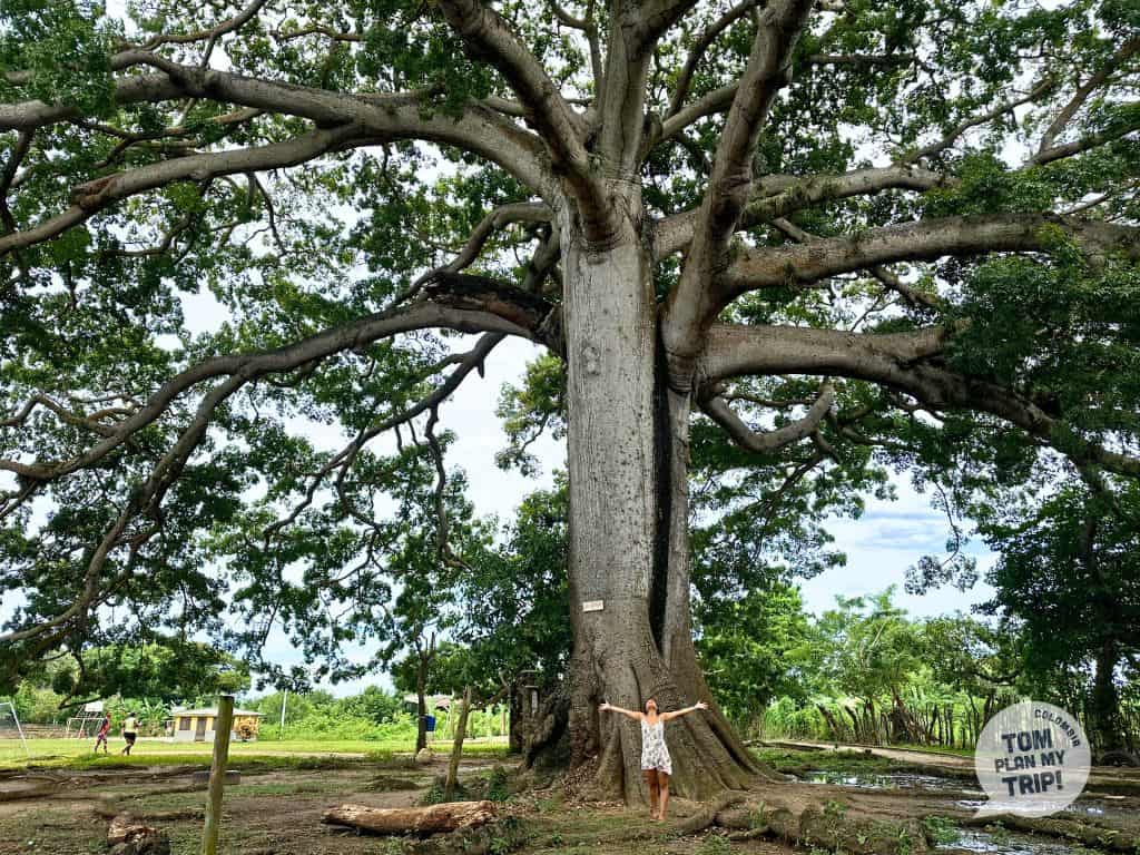 Isla Fuerte - Bonga Ceiba Tree Aleja - West Caribbean Coast (1)