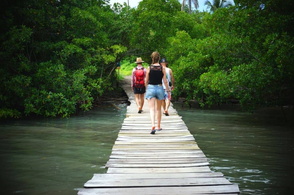 Isla Mucura Mangroves