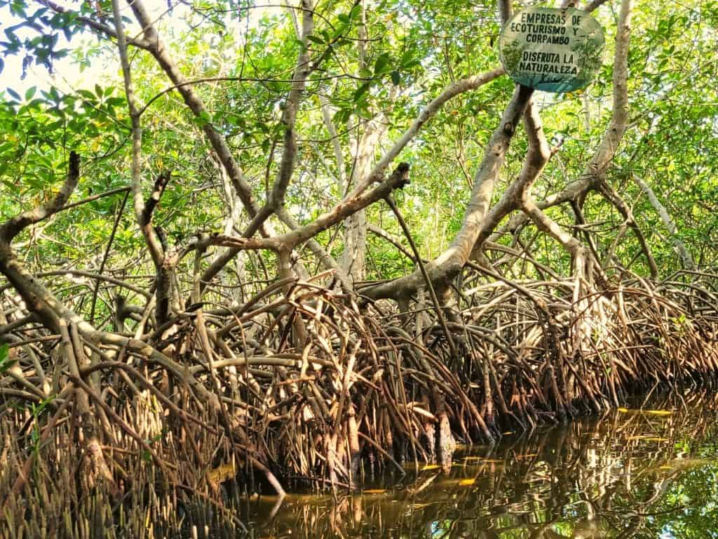 La Boquilla mangrove