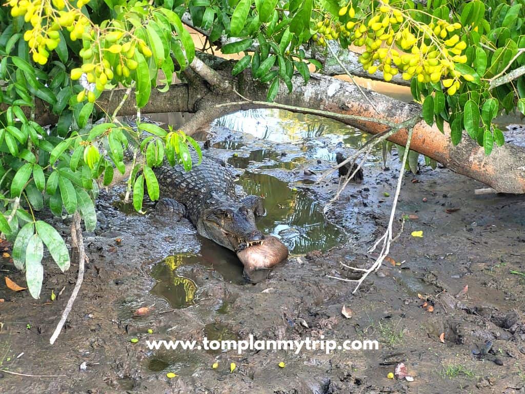 Los Llanos caiman (1)