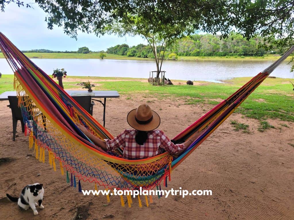 Los Llanos hammock aleja Hato Mata de Palma (1)